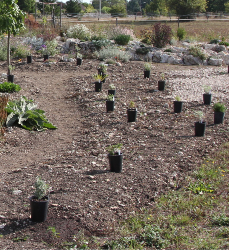 photo_jardin