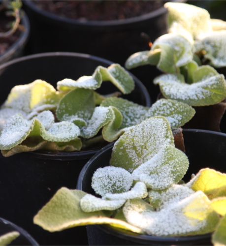 photo_jardin